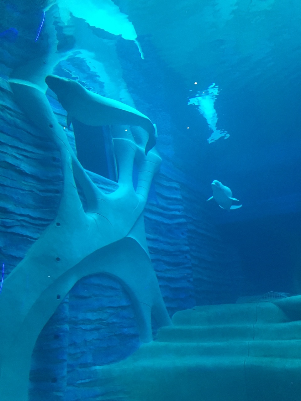 三亚亚特兰蒂斯失落的空间水族馆