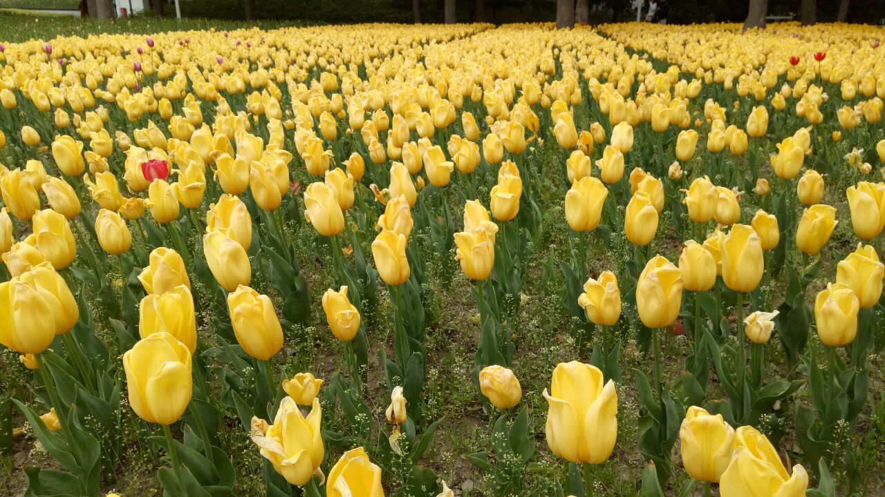 大寧鬱金香公園