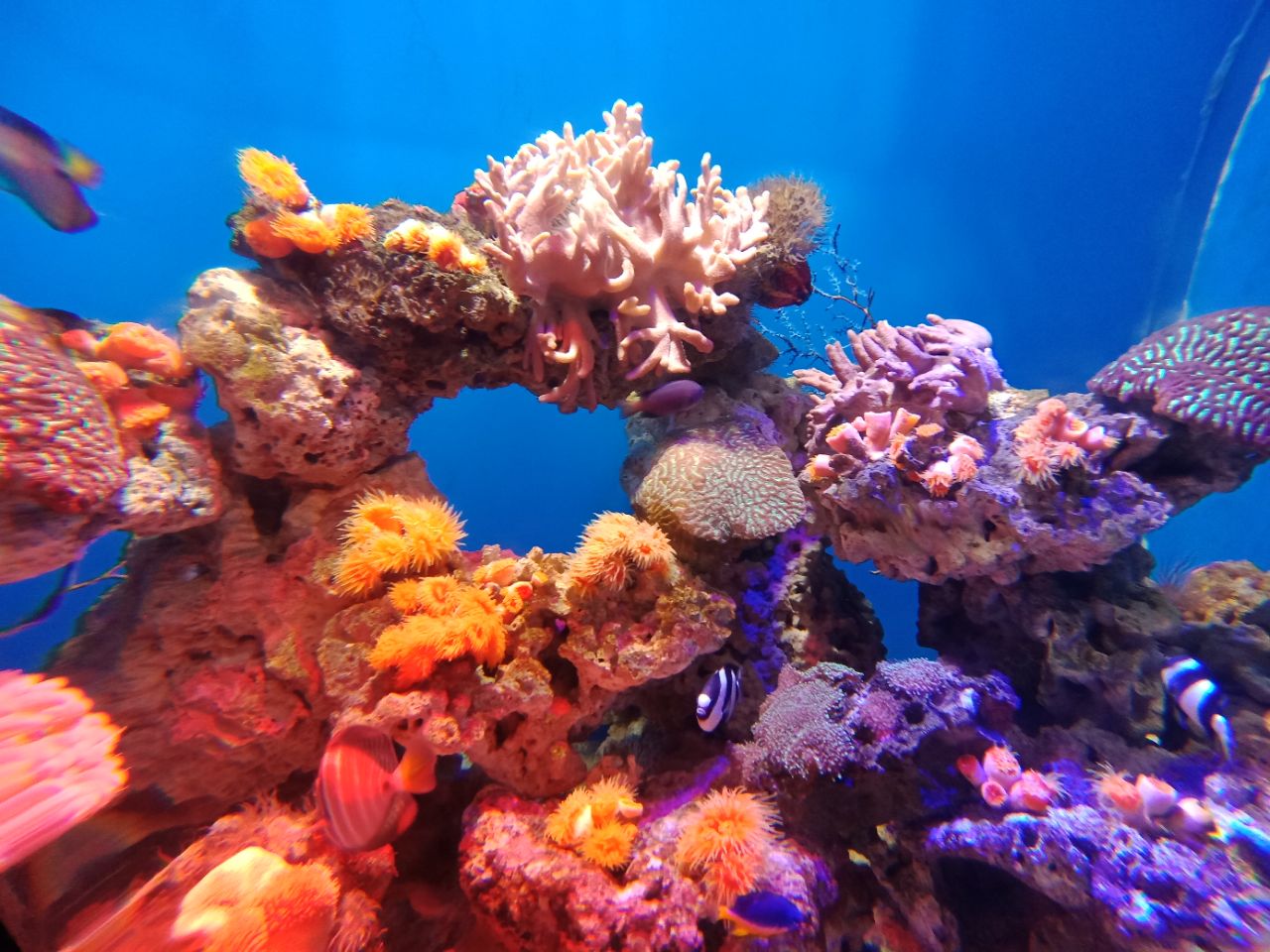 烟台海昌鲸鲨海洋公园