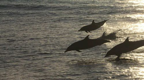 台湾花莲半日游 出海赏鲸豚花莲赏鲸市内可上门接送专业导览全程解说 线路推荐 携程玩乐