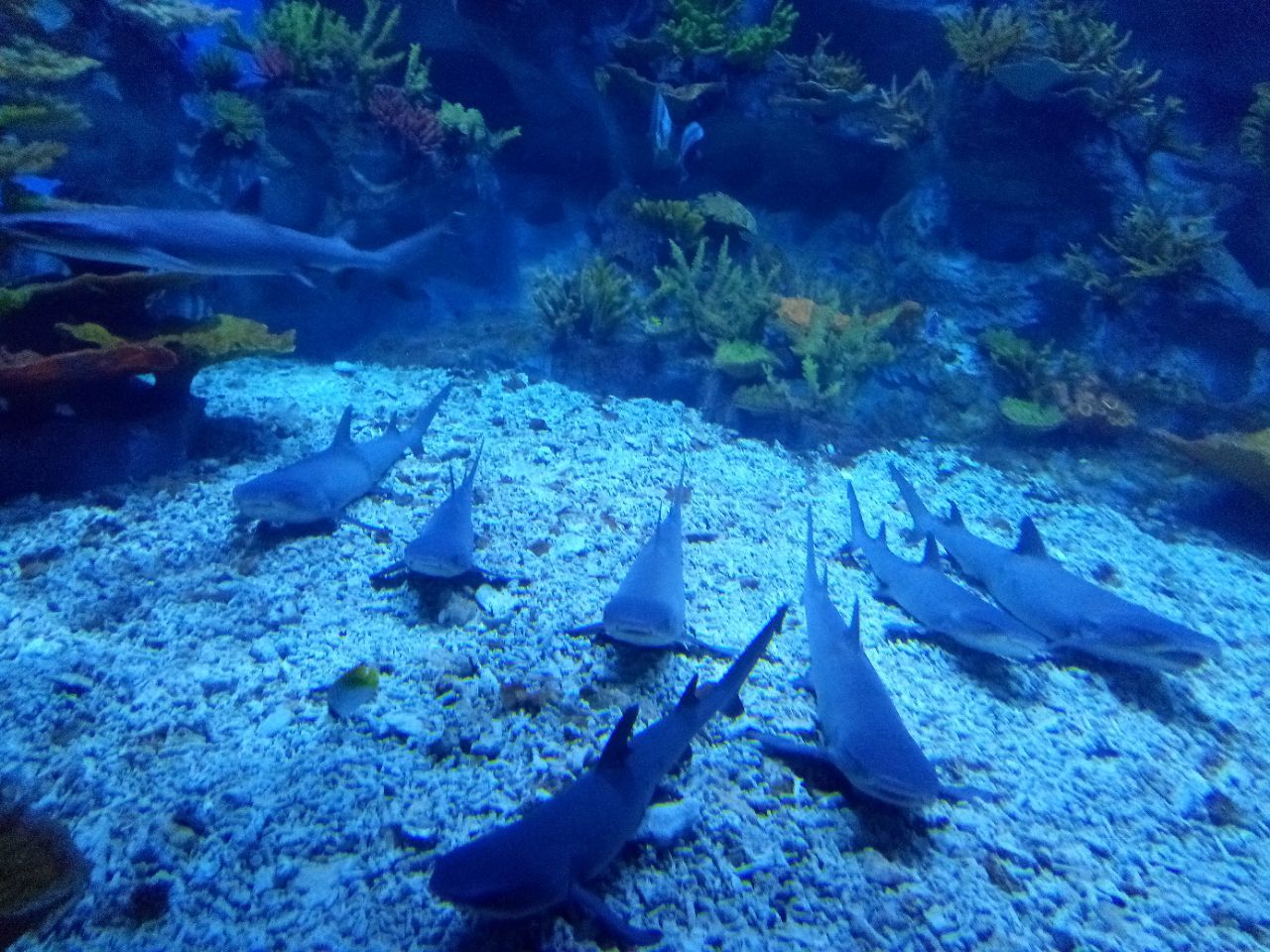 【携程攻略】日照日照海洋公园好玩吗,日照日照海洋公园景点怎么样_点