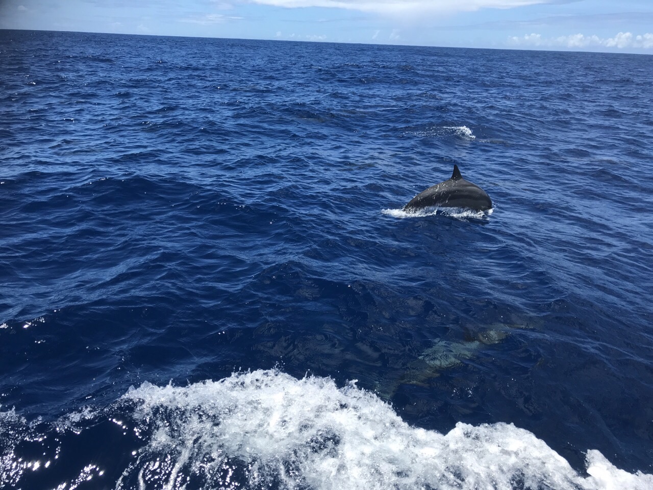 pink dolphin是条船……不是景点啊…… 算是父岛最漂亮的小游艇之一