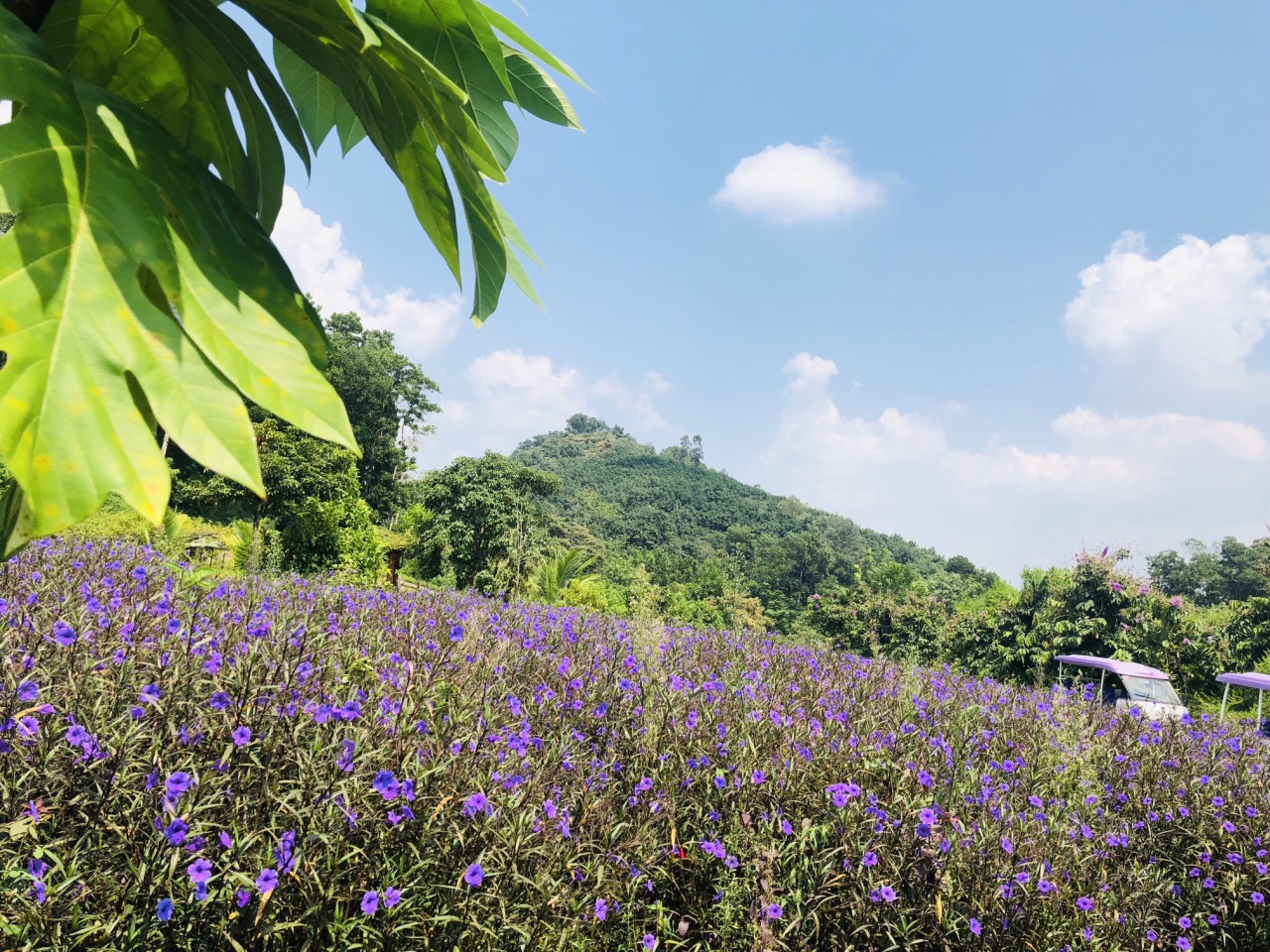 屯昌夢幻香山芳香文化園好玩嗎,屯昌夢幻香山芳香文化園景點怎麼樣