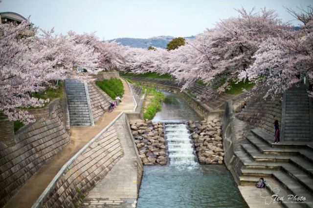 佐保川是奈良市内屈指可数的赏樱胜地 携程氢气球