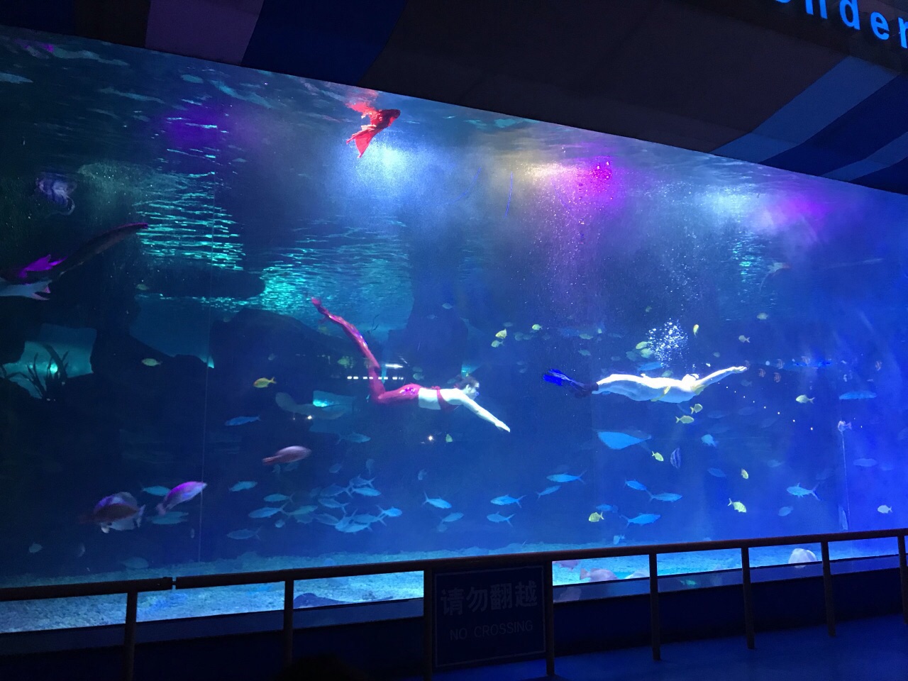 S.E.A. 海洋馆预订及价格查询,S.E.A. Aquarium_八大洲旅游