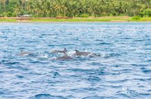 在大洋洲，和海豚一起游泳才是正经事