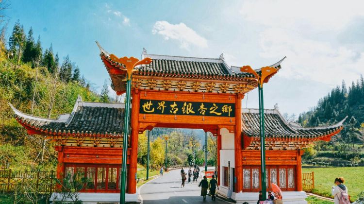 古银杏景区：自然与人文的盛宴
