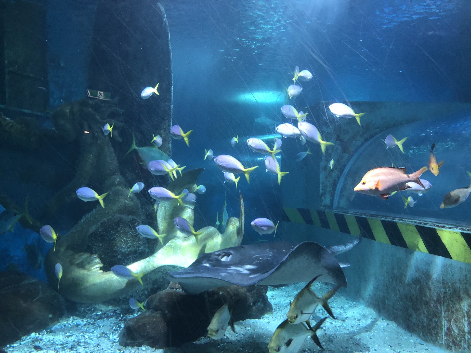 墨尔本墨尔本水族馆好玩吗,墨尔本墨尔本水族馆景点怎么样_点评_评价