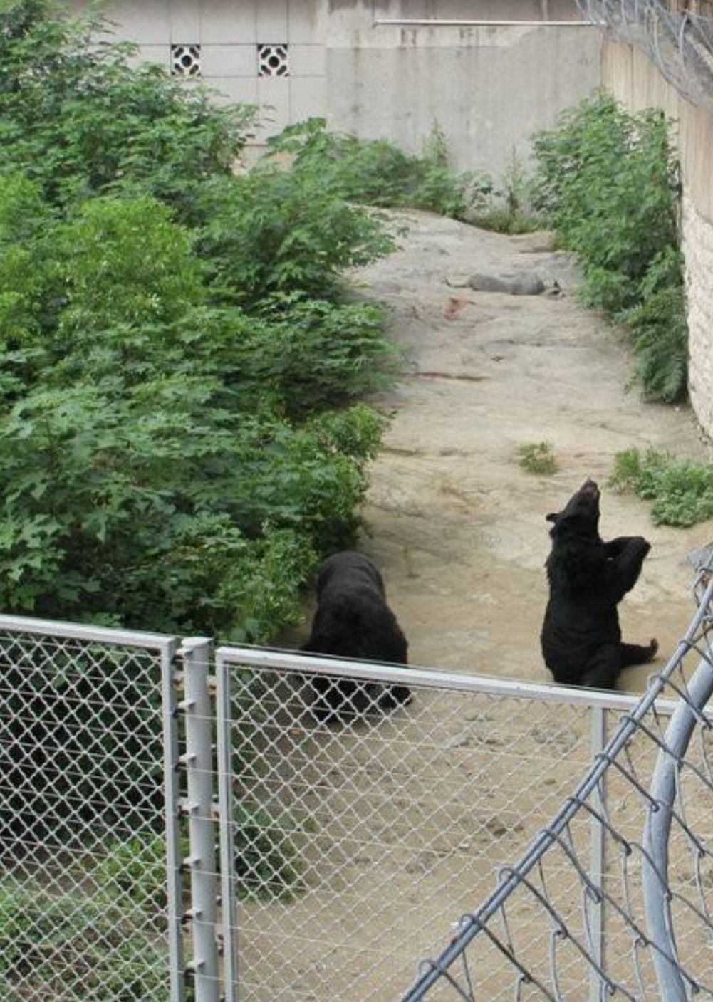 2023濟南動物園遊玩攻略,一條柏油主遊覽路環繞全園,.【去哪兒攻略】