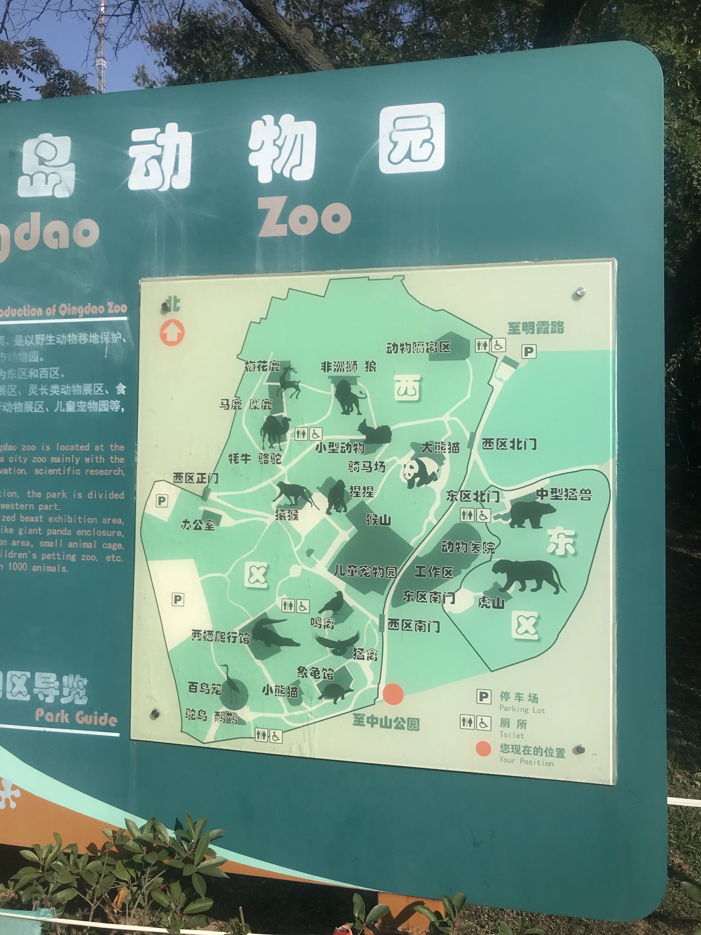 免费入园！香市动物园招募8月份“小寿星”与大熊猫过生日派对