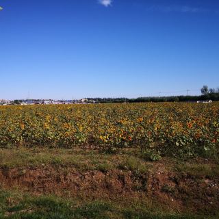 北京天竺镇楼台村粉黛乱子草田攻略-天竺镇楼台村粉黛乱子草田门票