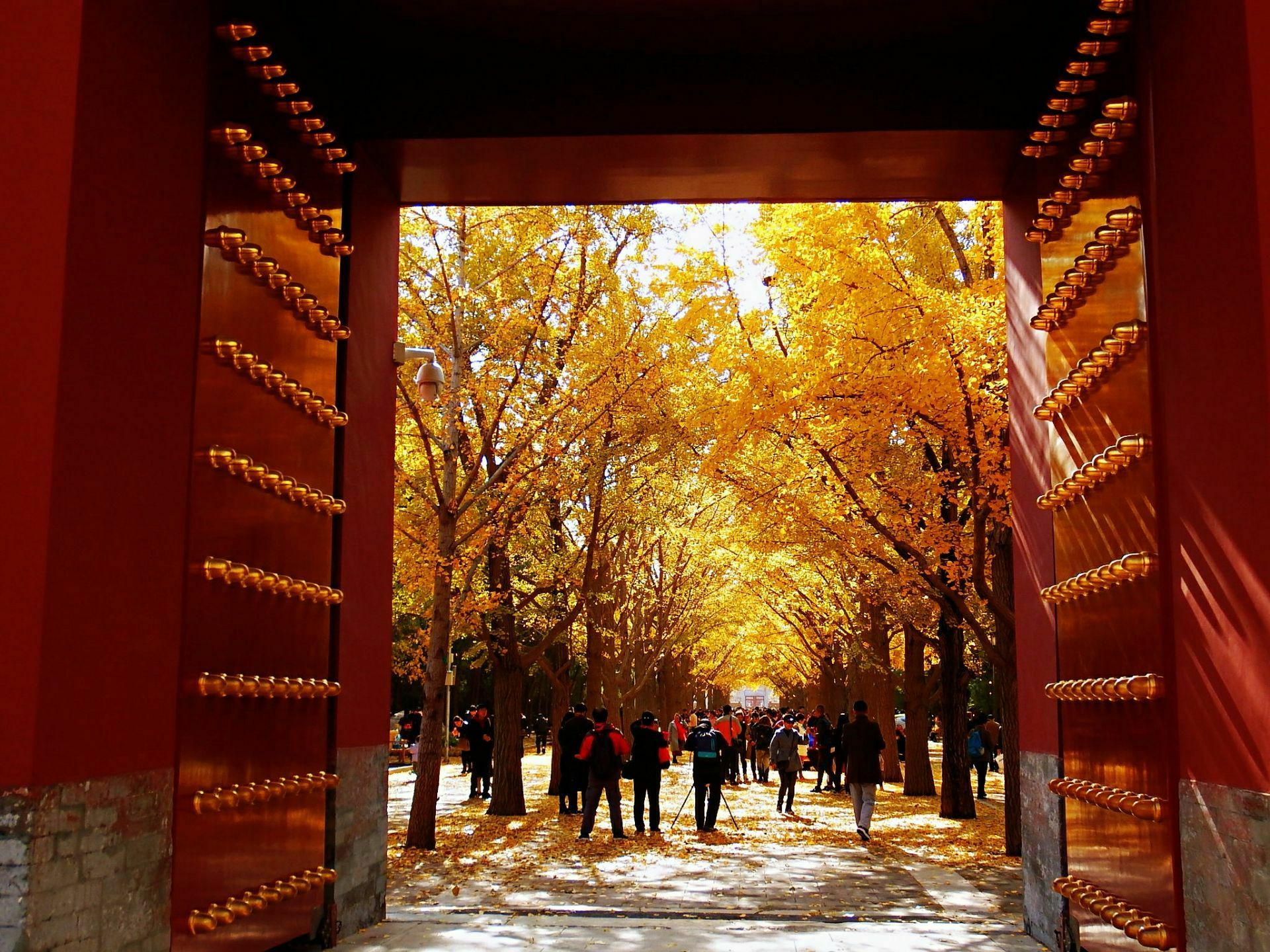 金黄色彩叶欣赏：蓝天下的银杏树，北京地坛公园02