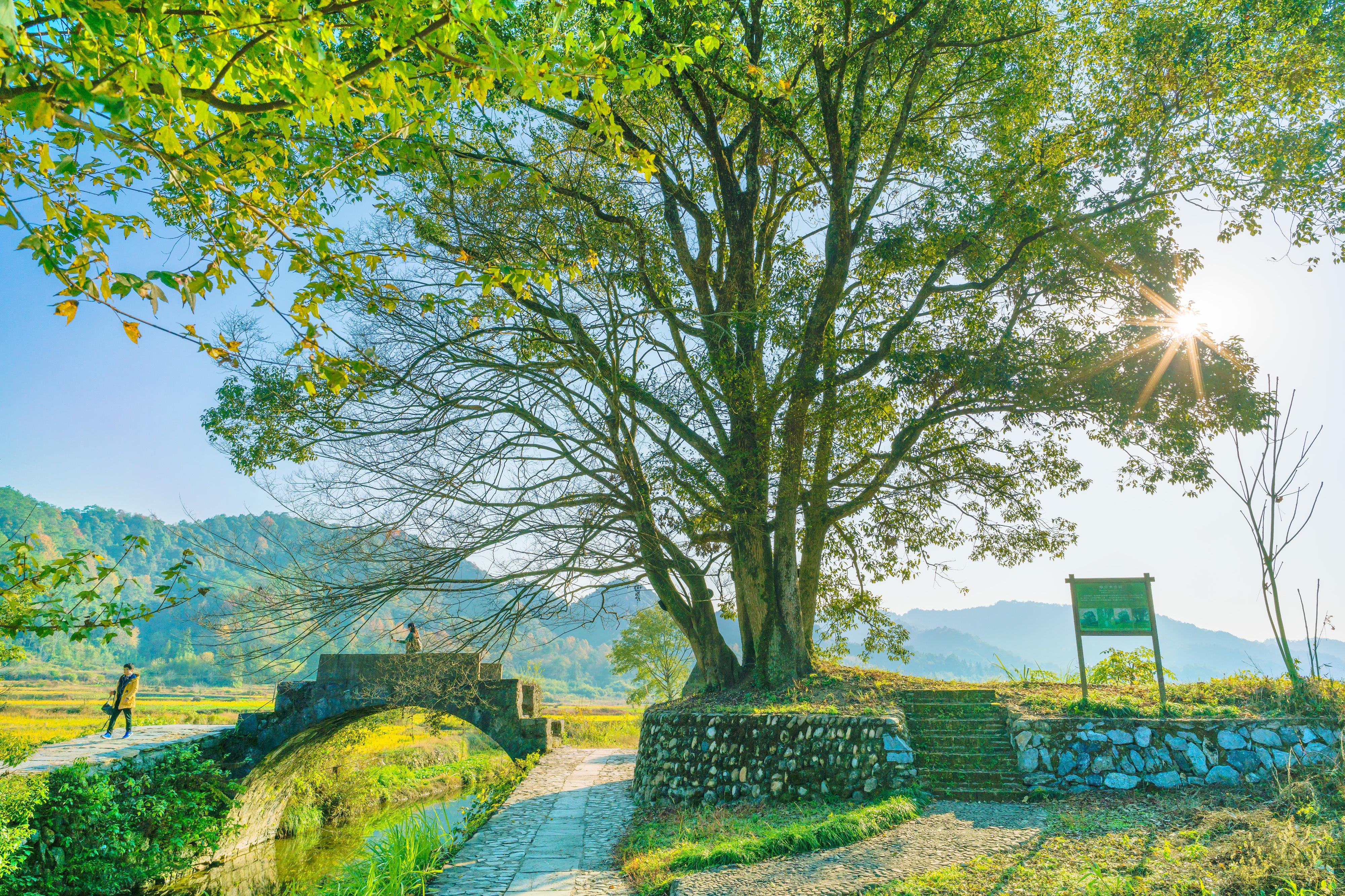 婺源严田古樟风景区图片