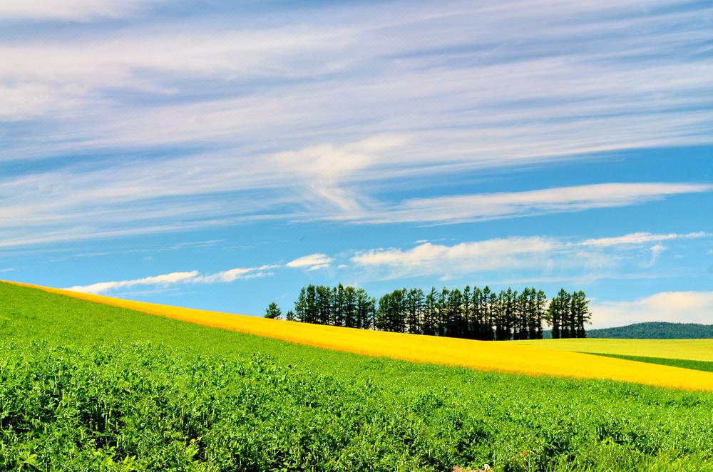 美瑛町mild Seven No Oka攻略 美瑛町mild Seven No Oka门票 攻略 地址 图片 门票价格 携程攻略