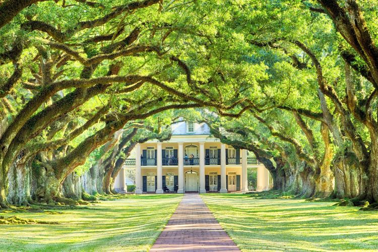 Small Group Tour Of Oak Alley Laura Plantation With Transportation From New Orleans Tripshock