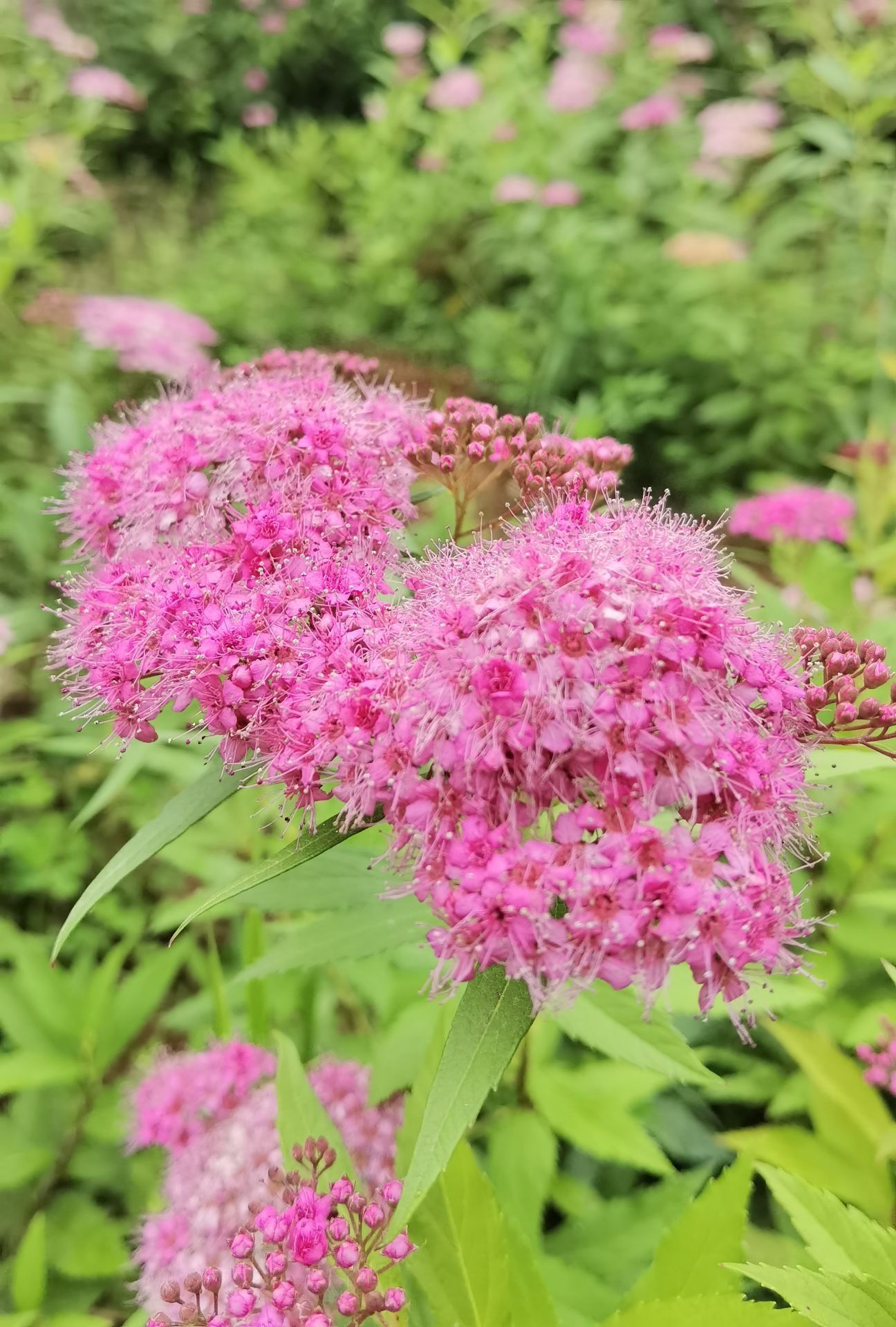 三林花鸟市场图片