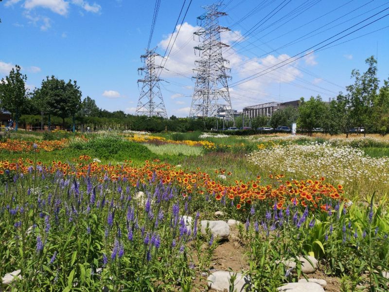 凉水河公园三区