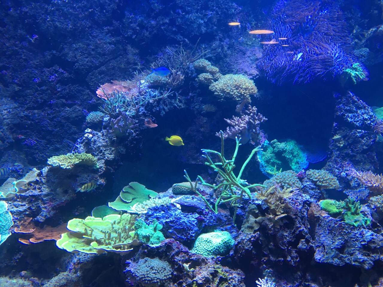 2022加拿大瑞普利水族馆游玩攻略,这还是好早之前去过的 多伦多.