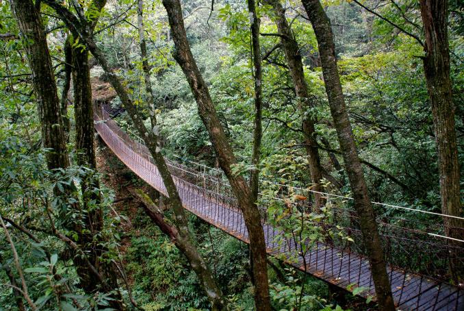 鸡公山原始森林