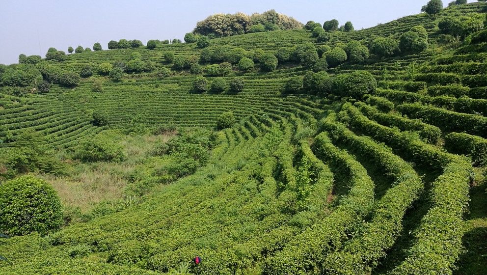 阳朔茶观园景区图片