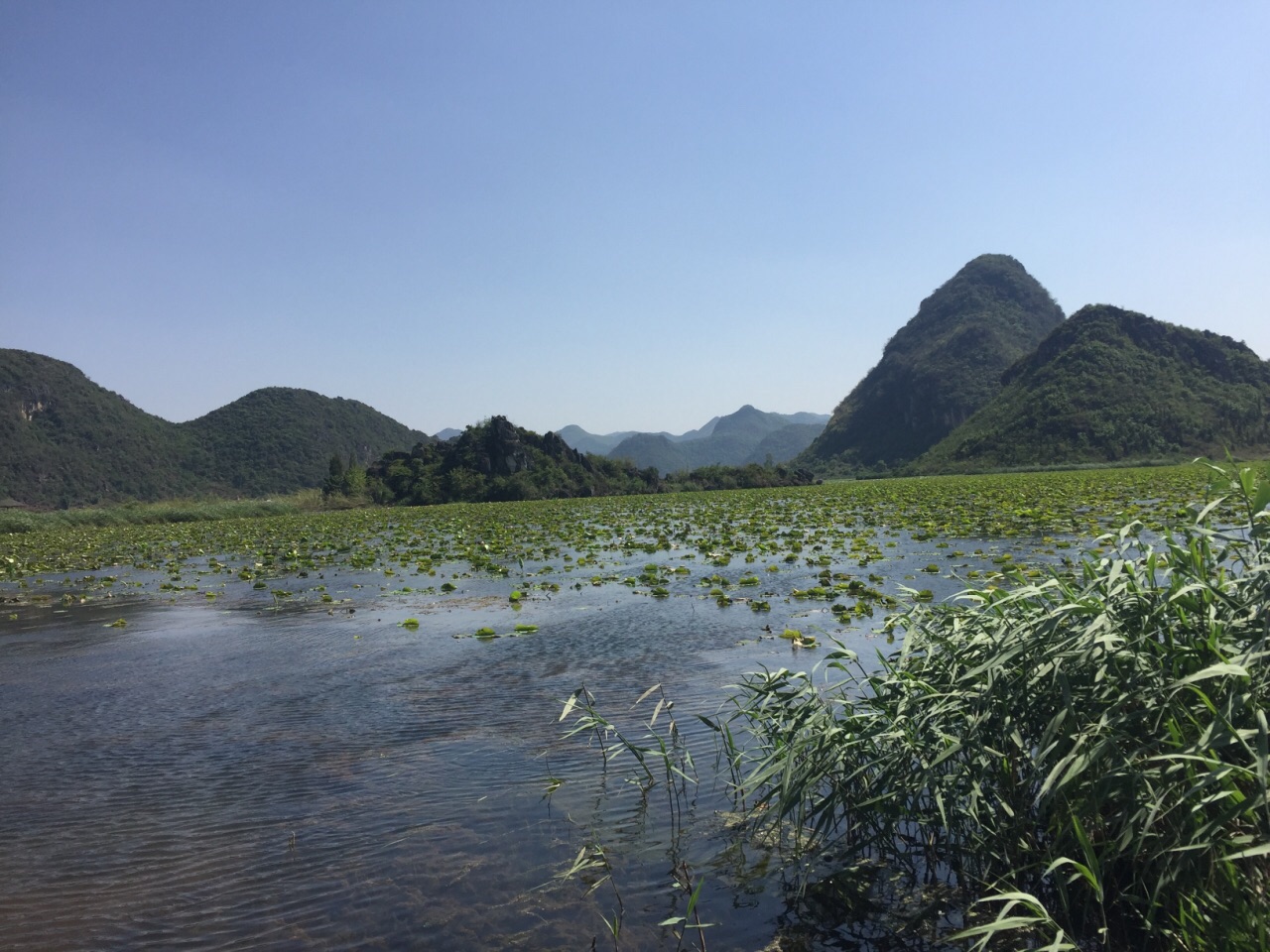 普者黑蒲塘秀色图片