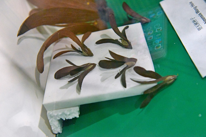 这是望天树的种子,原来小学学过的一篇文章是来源这里,相信大家都耳熟