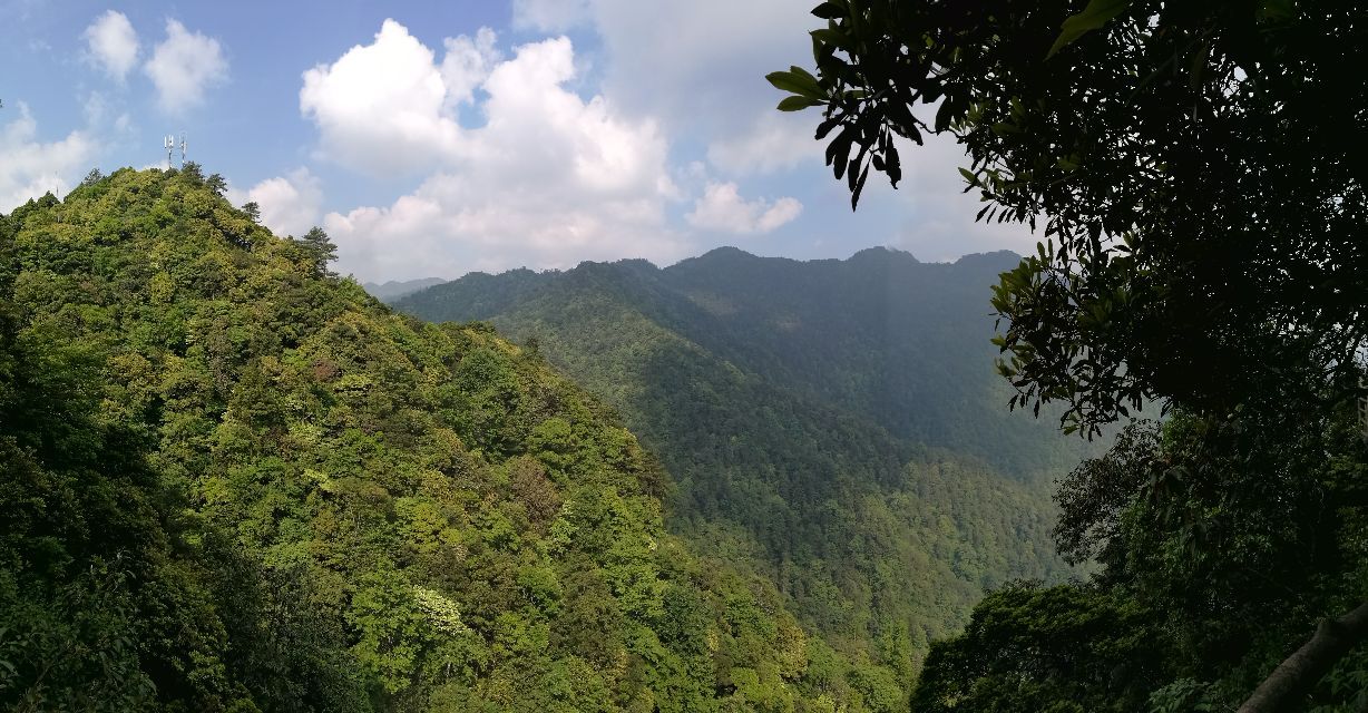 井岡山杜鵑山(筆架山)好玩嗎,井岡山杜鵑山(筆架山)景點怎麼樣_點評