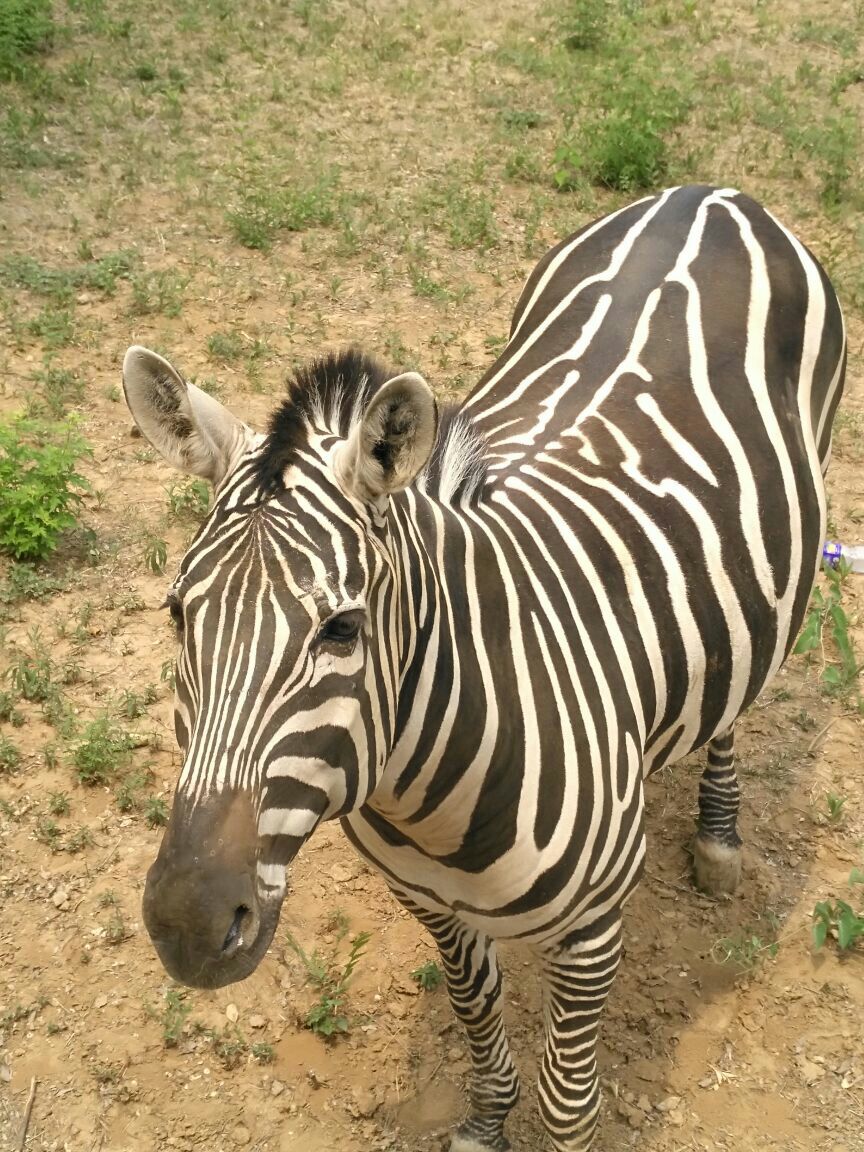 2023石家莊市動物園遊玩攻略,遊樂場有待改進,設施有點少.