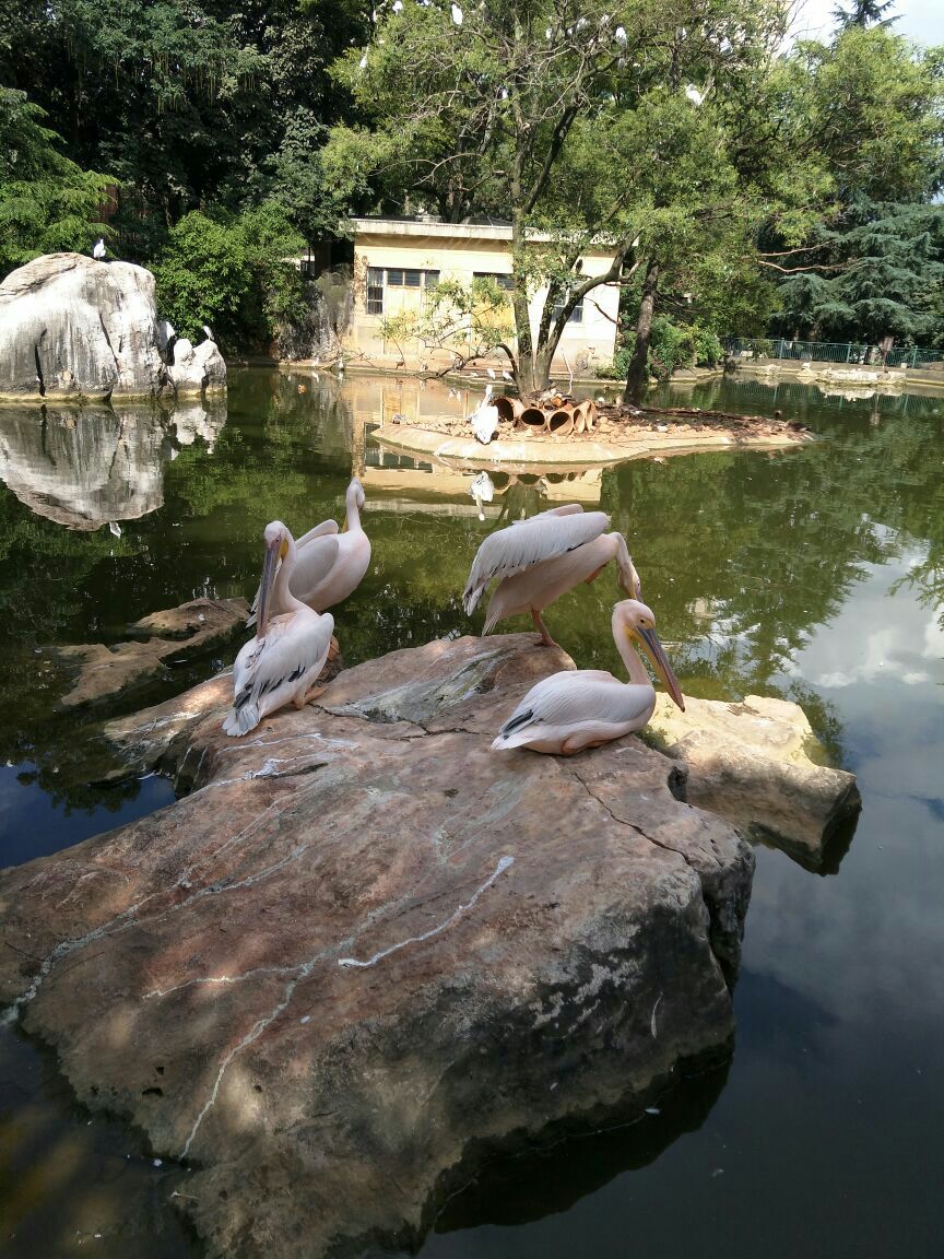 2019昆明動物園_旅遊攻略_門票_地址_遊記點評,昆明旅遊景點推薦 - 去