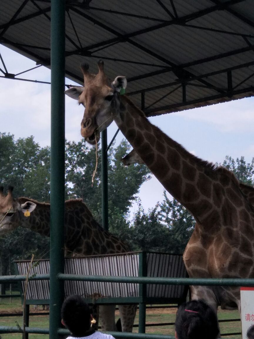 秦皇島野生動物園旅遊景點攻略圖