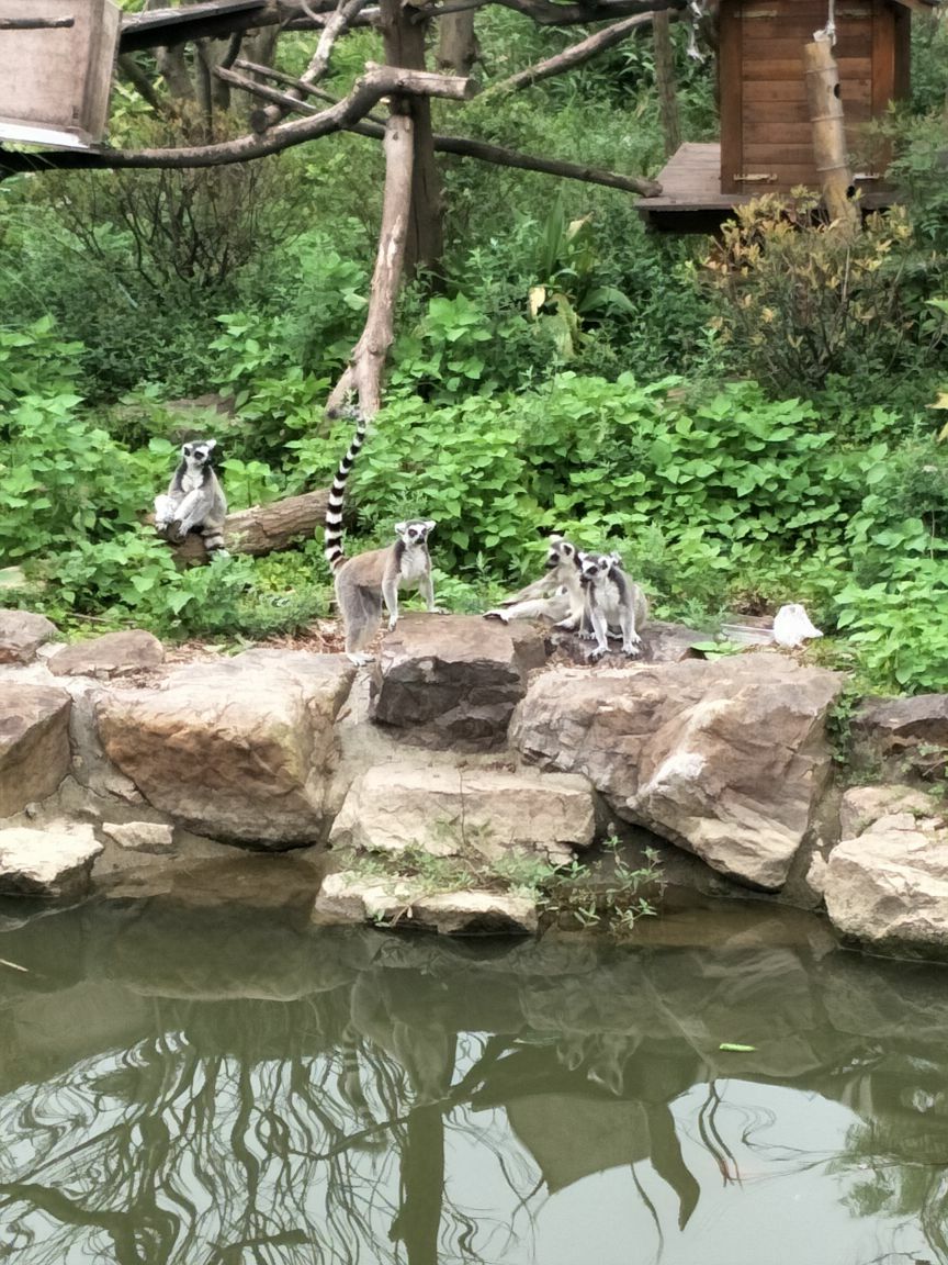 2019紅山森林動物園_旅遊攻略_門票_地址_遊記點評,南京旅遊景點推薦