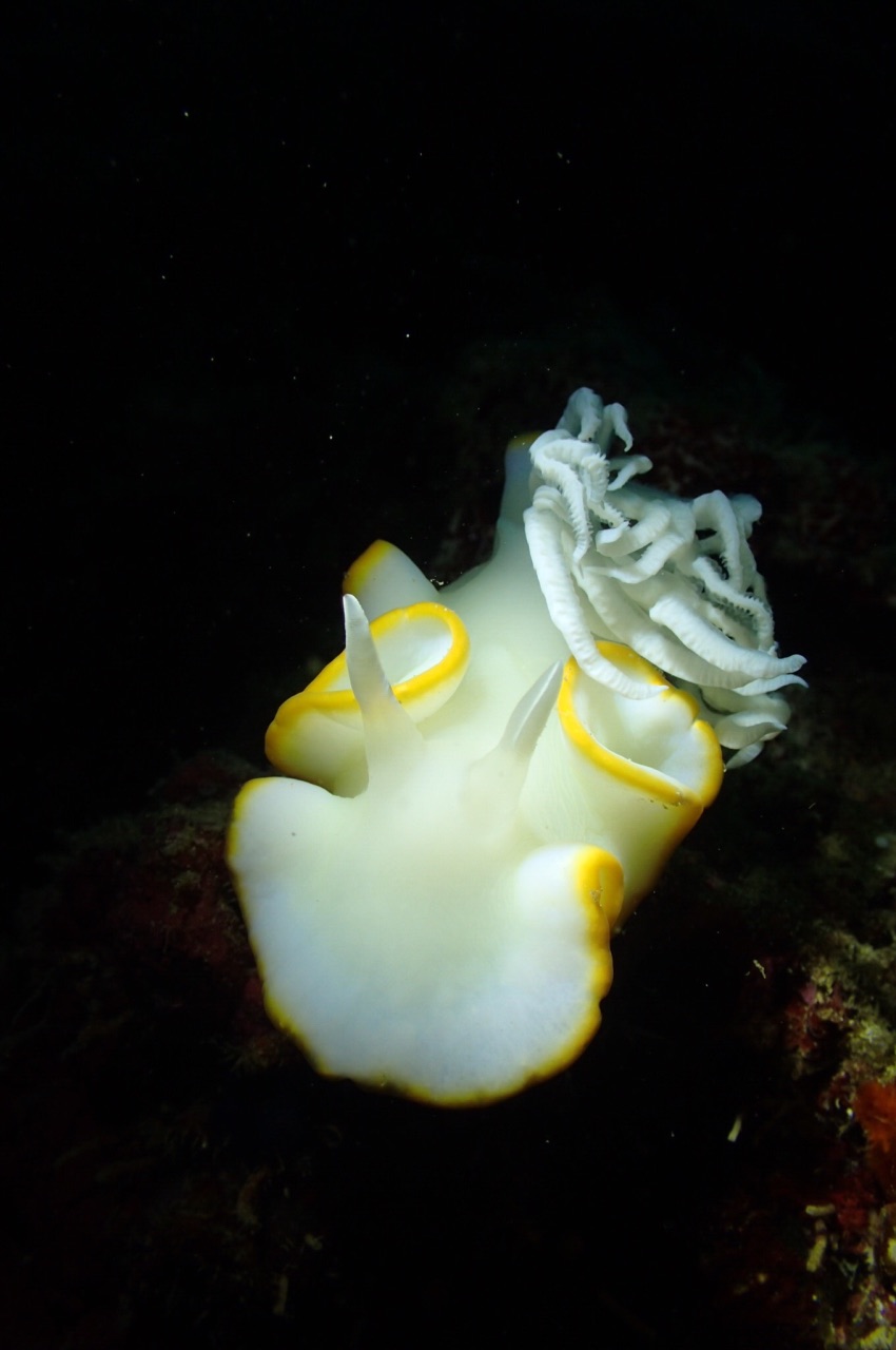 海下面,海兔和豆丁海马超级超级萌,第一次看到的时候我简直激动死了