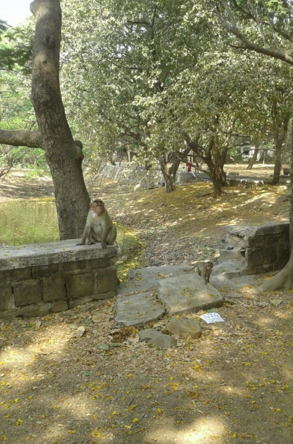 桑贾伊·甘地国家公园