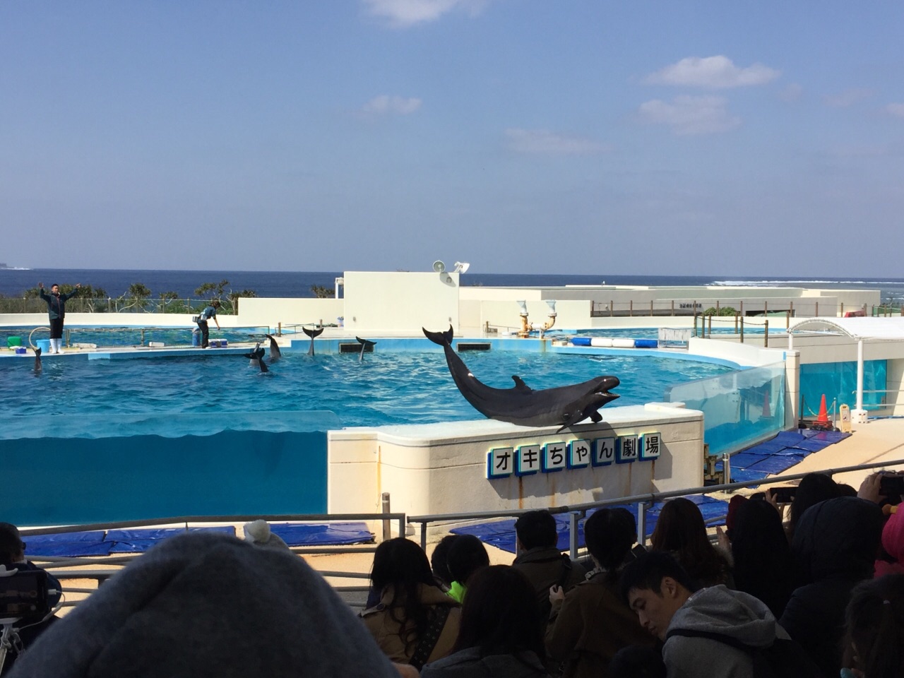 冲绳万座毛 古宇利大桥 冲绳美丽海水族馆 美国村一日游【水族馆3.