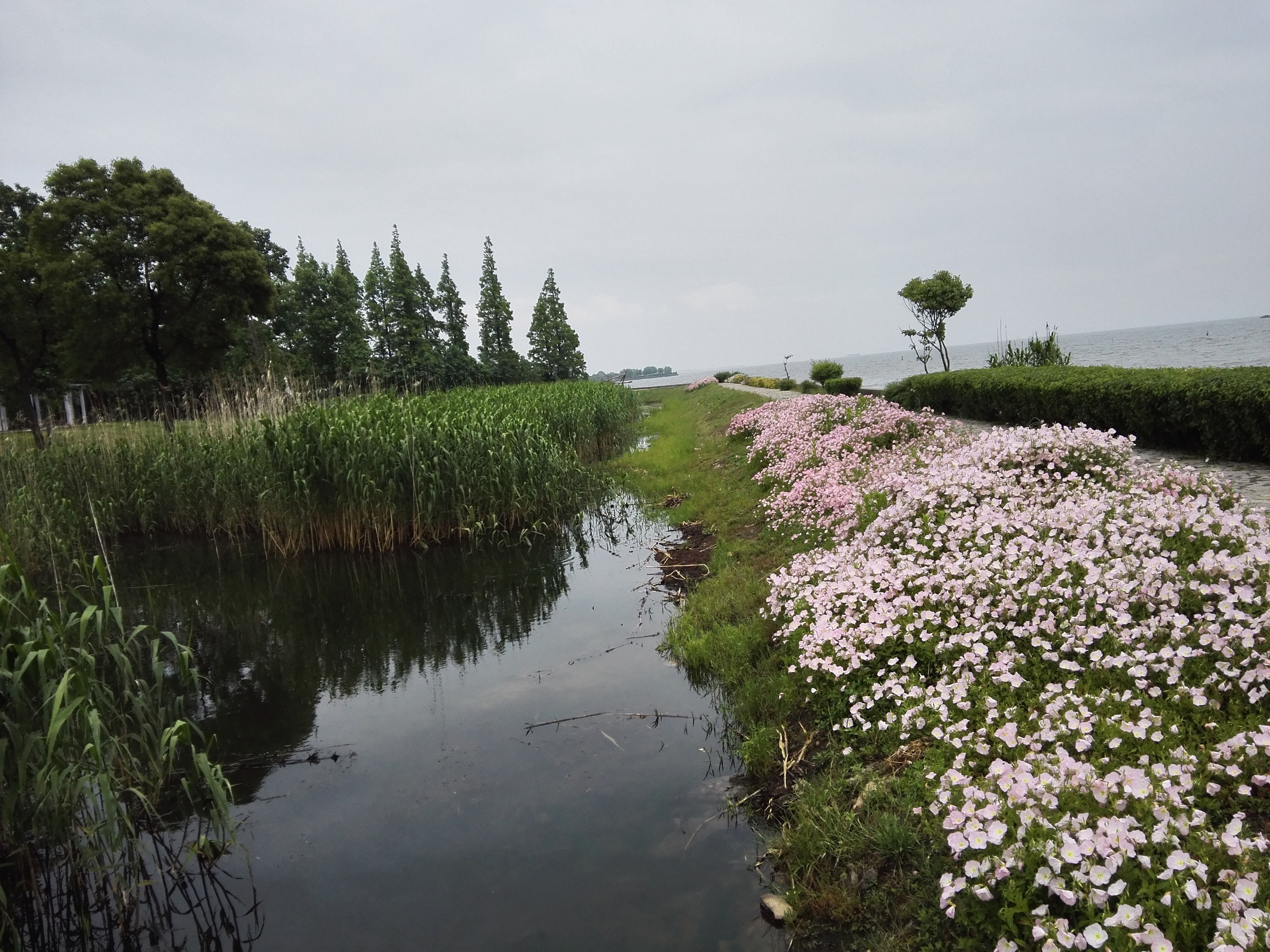 淀山湖湿地公园图片