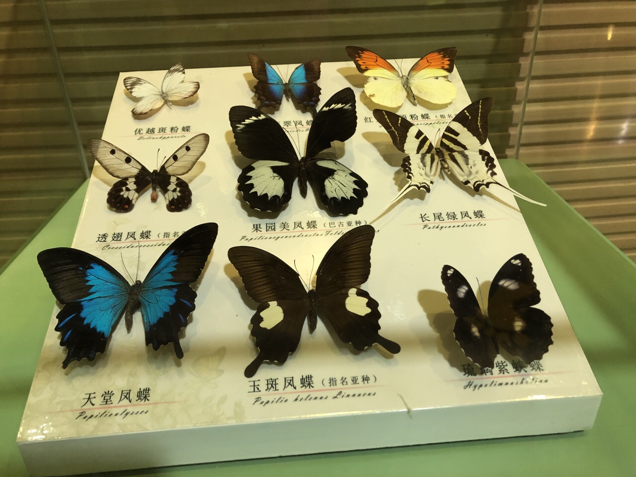 泉水清澈见底,风景很美,还有很多漂亮的蝴蝶标本.