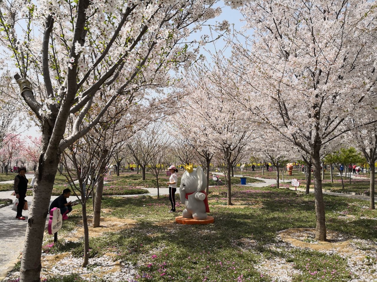 古柏渡豐樂櫻花園