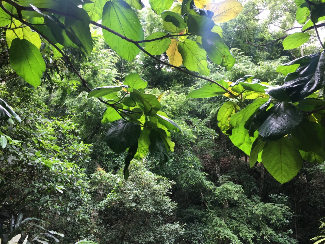 五指山热带雨林风景区