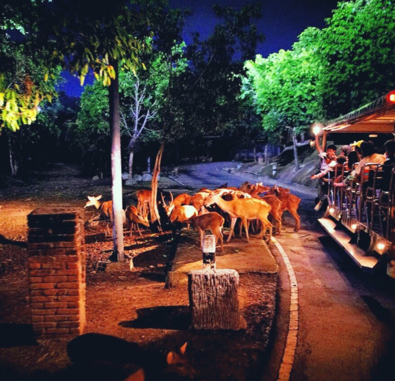 清迈夜间动物园