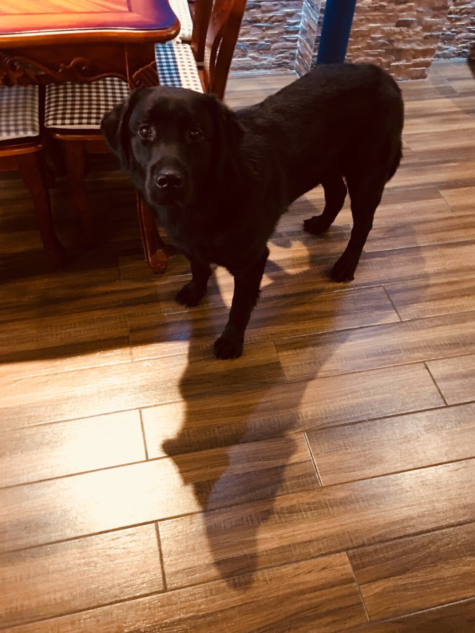 黑黑壮壮的外表下 特别憨厚 喜欢坐在人脚上 快一百斤的大家伙 撒起娇