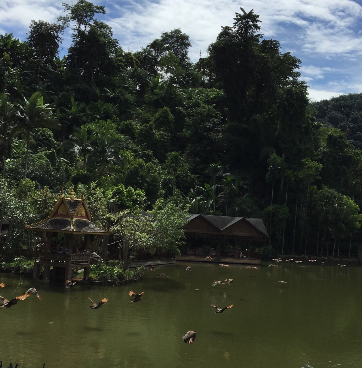 西雙版納原始森林公園旅遊景點攻略圖