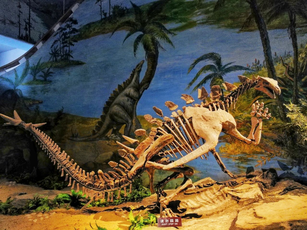 自贡恐龙博物馆-2017大连自然博物馆