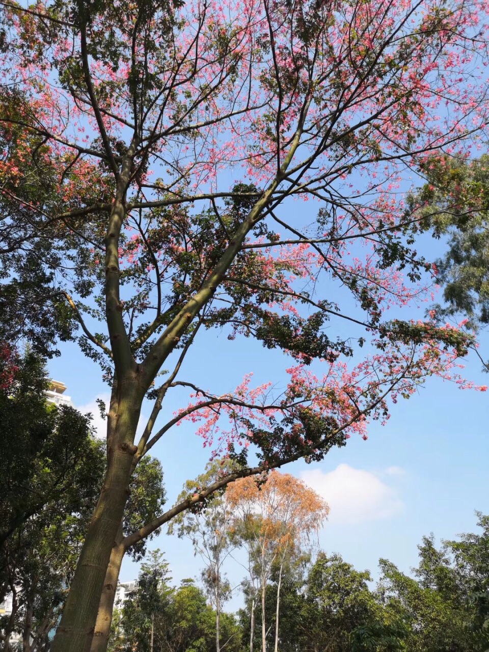 廣州天河公園好玩嗎,廣州天河公園景點怎麼樣_點評_評價【攜程攻略】