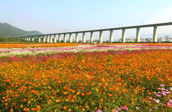 縉云筧川花海