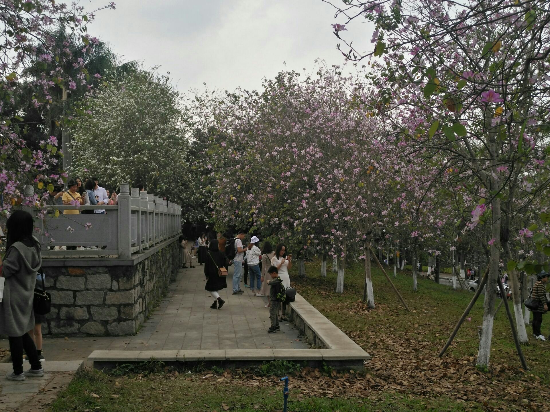 春天来了,华农的樱花,紫荆花,黄花风铃,勒杜鹃,玉堂春满园绽放.