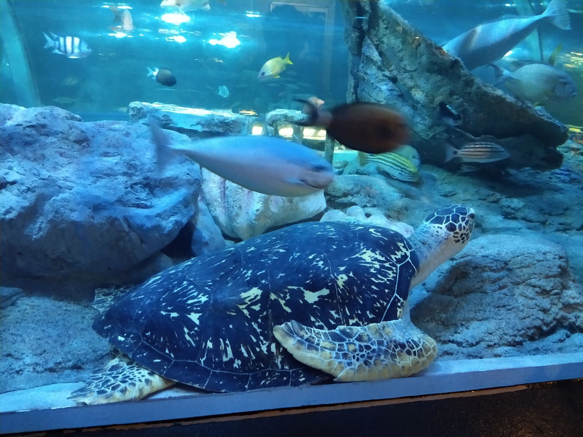 品川水族馆shinagawa aquarium