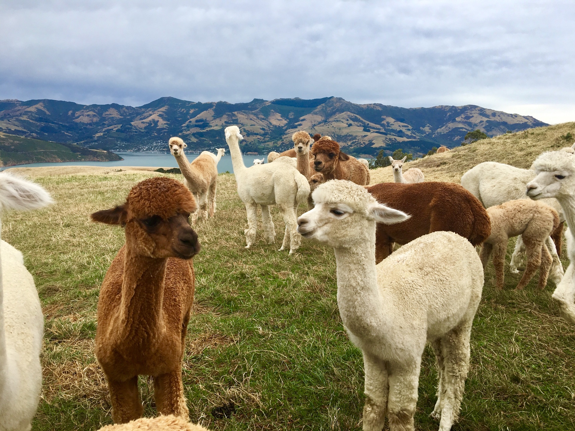 莎玛拉羊驼牧场