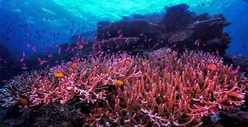 史前神兽 粉红沙滩 神秘沉船 国人鲜知的隐世小岛 离我们只有5小时的飞行距离 巴拉望游记攻略 携程攻略