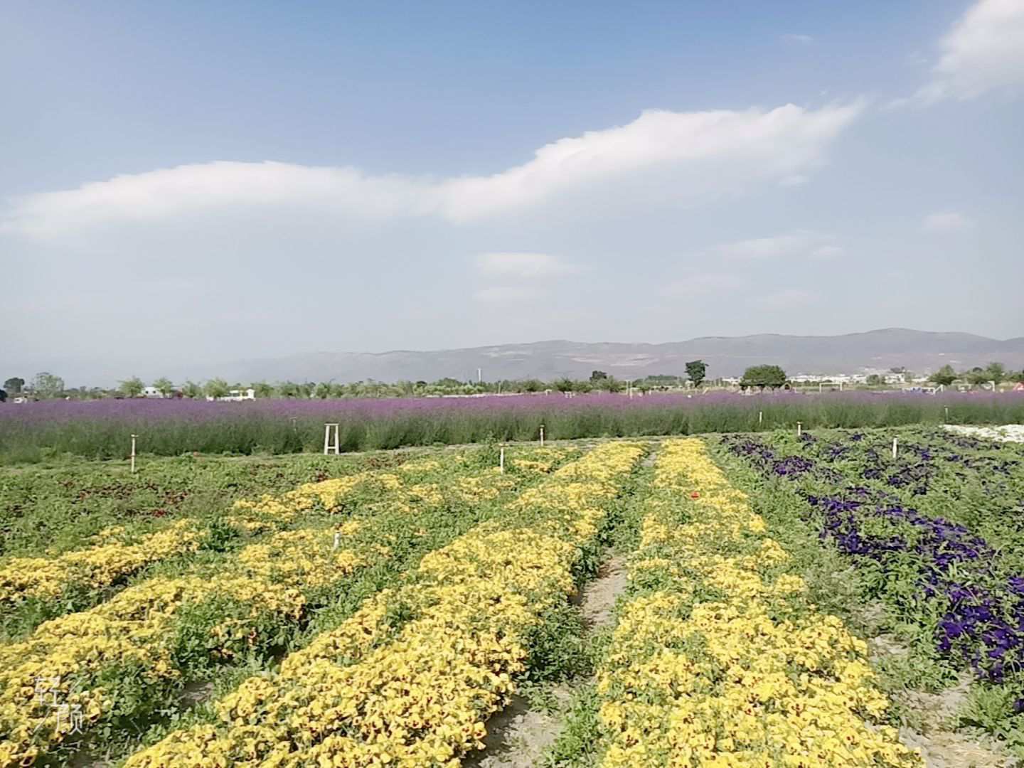 【携程攻略】大理市云海芳草千亩花卉博览园景点,**就是个垃圾网站,能