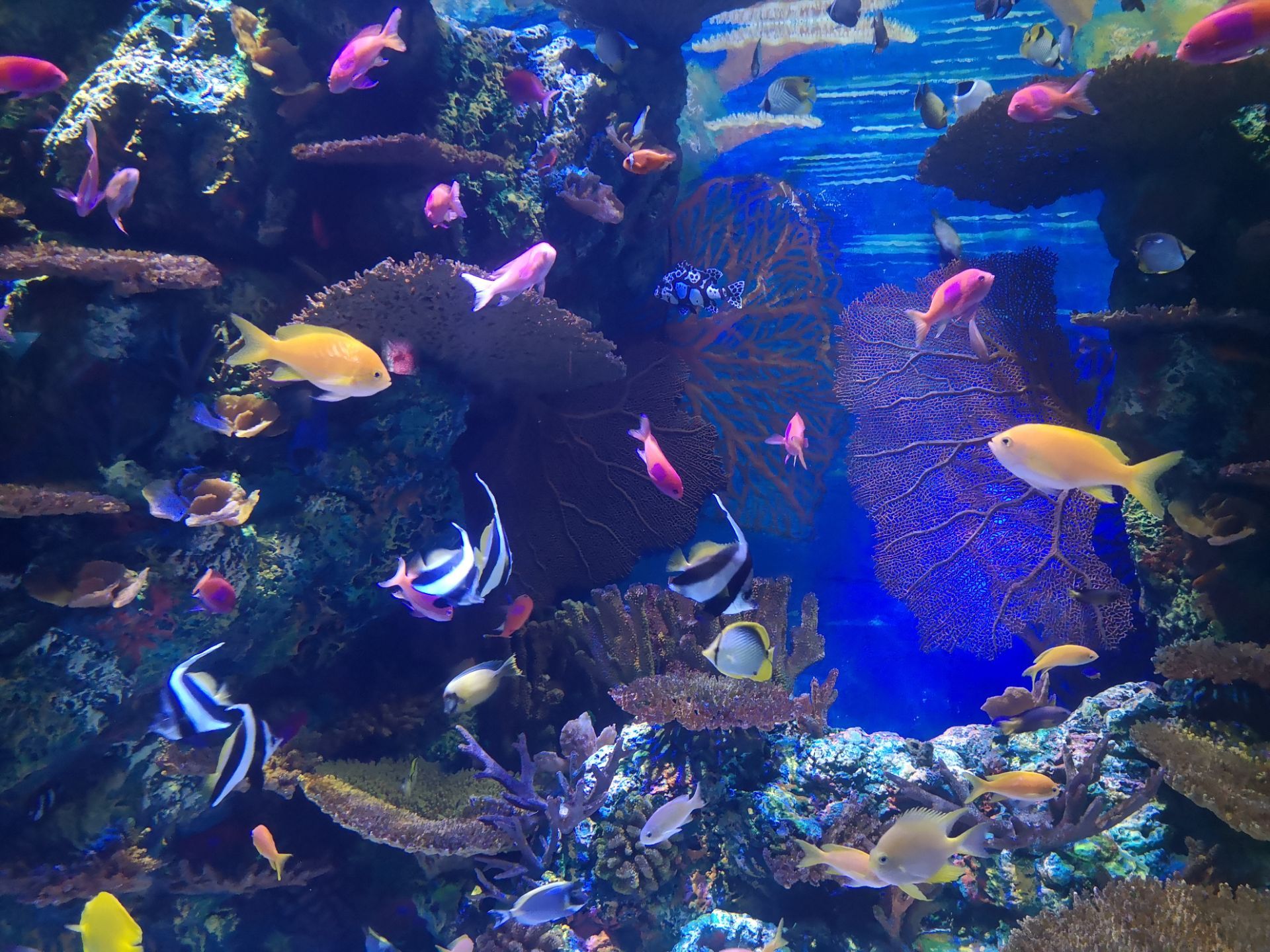 上海海洋水族館旅遊景點攻略圖